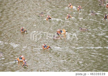 オシドリ 川村記念美術館 オシドリ 川村記念美術館 46339339