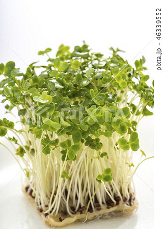 貝割れ大根 貝割れ大根 46339552