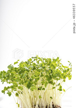 貝割れ大根 貝割れ大根 46339557