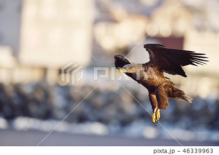 早朝、羅臼の町を飛ぶオジロワシ(北海道・羅臼) 早朝、羅臼の町を飛ぶオジロワシ(北海道・羅臼) 46339963