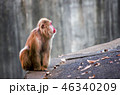 遠くを見つめるサル 46340209