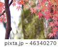 木漏れ日 46340270