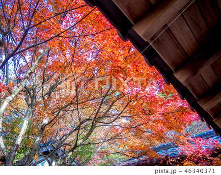 【静岡県伊豆市】日本庭園の紅葉【修善寺虹の郷】 46340371