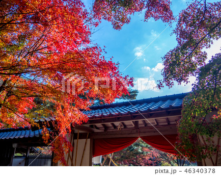 【静岡県伊豆市】日本庭園の紅葉【修善寺虹の郷】 【静岡県伊豆市】日本庭園の紅葉【修善寺虹の郷】 46340378