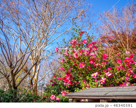 【静岡県伊豆市】日本庭園の紅葉【修善寺虹の郷】 46340391