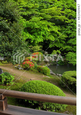 新緑の随心院庭園 46340447