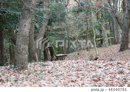 龍神の森 晩秋の石岡市風景 龍神の森 晩秋の石岡市風景 46340793