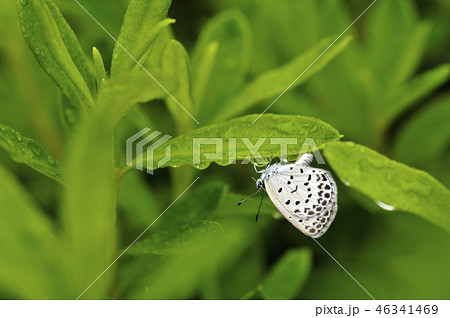 シジミチョウ 46341469
