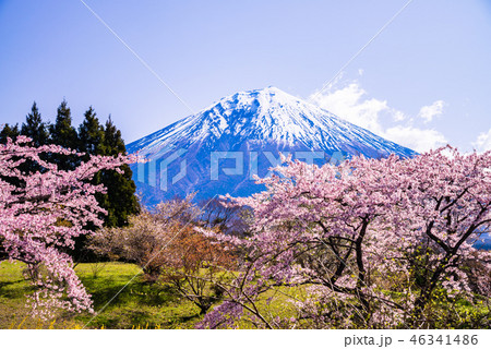 （静岡県）満開の桜と富士山 46341486