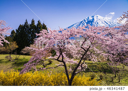 (静岡県)満開の桜と富士山 (静岡県)満開の桜と富士山 46341487