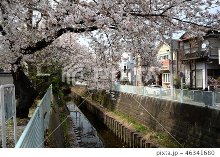 川辺の桜 川辺の桜 46341680
