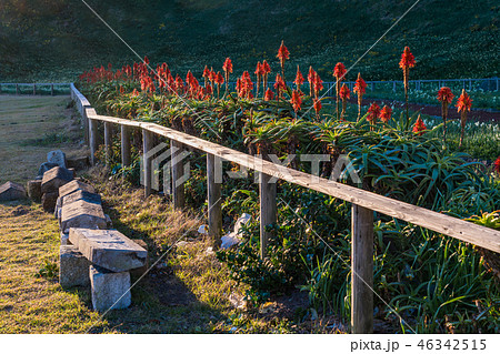 （静岡県）スイセンとアロエ咲く、南伊豆の爪木崎 46342515