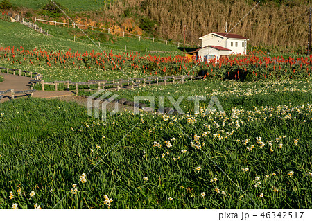 （静岡県）スイセンとアロエ咲く、南伊豆の爪木崎 46342517