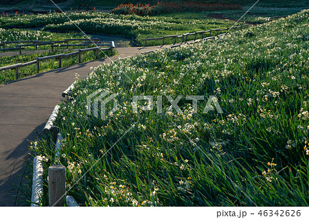 （静岡県）スイセン咲く、南伊豆の爪木崎 46342626