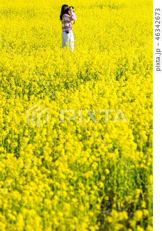 菜の花の妖精 菜の花の妖精 46342673