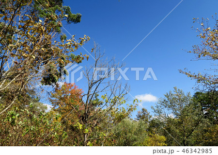 五色沼 紅葉 福島県」 五色沼 紅葉 福島県」 46342985