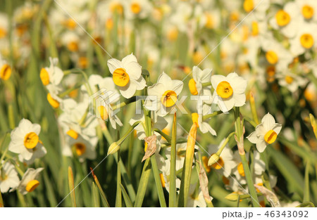 満開になった房総半島の水仙(8) 46343092