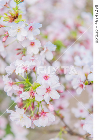 植物 工場 プランツ 46343298