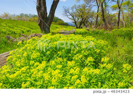 琵琶湖畔に咲くノウルシ 46343423