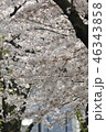 桜の季節 46343858