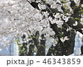 桜の季節 46343859