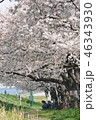 桜の季節 46343930