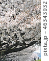 桜の季節 46343932