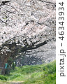 桜の季節 46343934