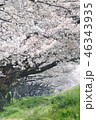 桜の季節 46343935