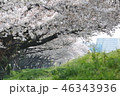 桜の季節 46343936