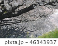 桜の季節 46343937