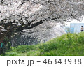 桜の季節 46343938