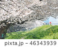桜の季節 46343939