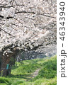 桜の季節 46343940