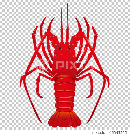 伊勢蝦伊勢蝦例證 46345335