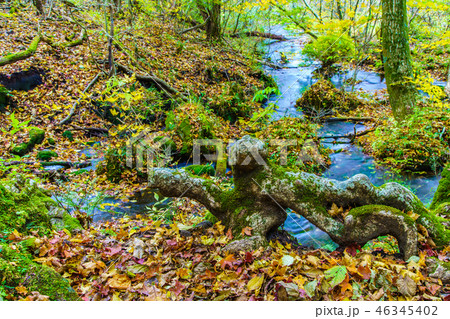 長者原から坊ガツルへの登山道の紅葉 【大分県玖珠郡九重町】 長者原から坊ガツルへの登山道の紅葉 【大分県玖珠郡九重町】 46345402