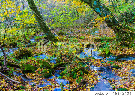 長者原から坊ガツルへの登山道の紅葉 【大分県玖珠郡九重町】 長者原から坊ガツルへの登山道の紅葉 【大分県玖珠郡九重町】 46345404