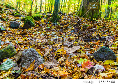 長者原から坊ガツルへの登山道の紅葉　【大分県玖珠郡九重町】 46345468