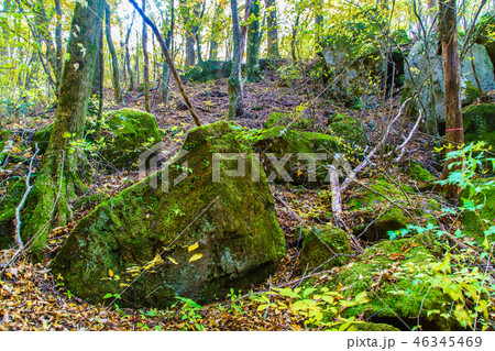 長者原から坊ガツルへの登山道の紅葉 【大分県玖珠郡九重町】 長者原から坊ガツルへの登山道の紅葉 【大分県玖珠郡九重町】 46345469