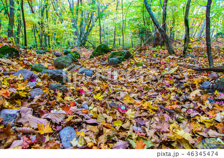 長者原から坊ガツルへの登山道の紅葉　【大分県玖珠郡九重町】 46345474