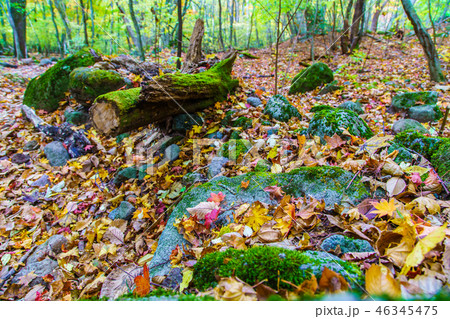 長者原から坊ガツルへの登山道の紅葉　【大分県玖珠郡九重町】 46345475