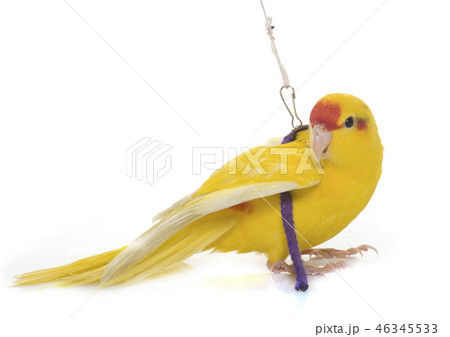 New Zealand parakeets 46345533