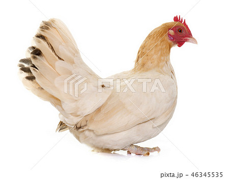 hen Japanese bantam hen Japanese bantam 46345535