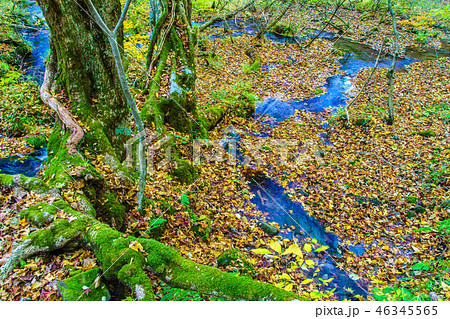 長者原から坊ガツルへの登山道の紅葉　【大分県玖珠郡九重町】 46345565