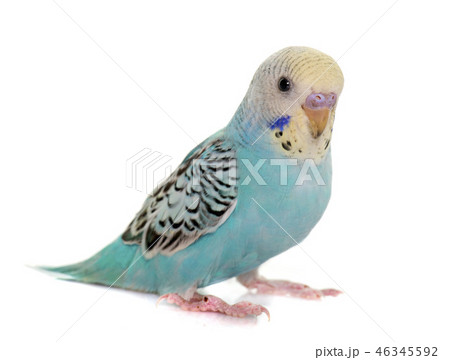 young colorful budgerigar 46345592