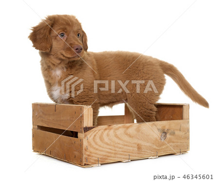 puppy Nova Scotia Duck Tolling Retriever puppy Nova Scotia Duck Tolling Retriever 46345601