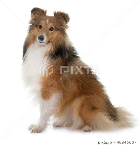 young shetland dog young shetland dog 46345607