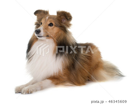young shetland dog young shetland dog 46345609