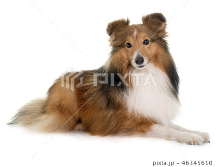 young shetland dog young shetland dog 46345610