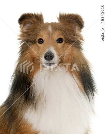 young shetland dog young shetland dog 46345616